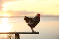 Big domestic rooster on bench near river at sunrise. Morning time Royalty Free Stock Photo