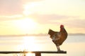 Big domestic rooster on bench near river at sunrise, space for text. Morning time Royalty Free Stock Photo