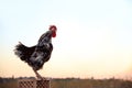 Big domestic rooster on stand at sunrise, space for text. Morning time