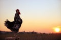 Big domestic rooster on stand at sunrise, space for text. Morning time