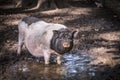 Big domestic white black dirty female pig with pink snout stands in a mud puddle Royalty Free Stock Photo