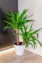 Big dracaena plant in a whitw pot on the floor on black and white wall background with lighting. Home gardening. Interior design Royalty Free Stock Photo