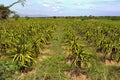 Dragon fruit plantation in Vietnam.