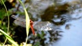 A big dragonfly on a grass next to a pond