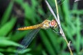 Big dragonfly on stick bamboo in forest at thailand Royalty Free Stock Photo