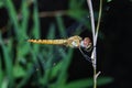 Big dragonfly on stick bamboo in forest at thailand Royalty Free Stock Photo