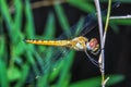 Big dragonfly on stick bamboo in forest at thailand Royalty Free Stock Photo