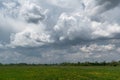 Big dramatic clouds over pasture with yellow wildflowers Royalty Free Stock Photo