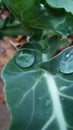 A big drop od water on a cabbage leaf Royalty Free Stock Photo