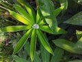 A big drop of rain on a lupin leaf illuminated by the sun Royalty Free Stock Photo