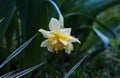 A big drop of water on a yellow flower Royalty Free Stock Photo