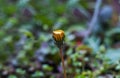 A big drop of water on a yellow flower Royalty Free Stock Photo