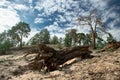 Big dropped dead tree with big roots in pine forest Royalty Free Stock Photo