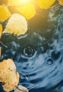 Big drops falling on puddle leaving a radial circles on the surface with fallen yellow leaves on the water with sunny flares Royalty Free Stock Photo