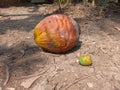 a big dry coconut next to a small young coconut on the dry, cracked ground Royalty Free Stock Photo