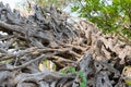 Big dry dead tree root Royalty Free Stock Photo