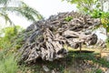 Big dry dead tree root, White gray dry patterned twisting tangled roots Royalty Free Stock Photo