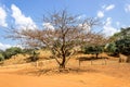 DryTree