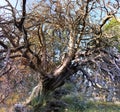 Big dry tree with many branches