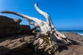 Big Dry Tree Rocks Storm Ocean