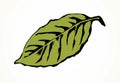 Tree leaf. Vector drawing