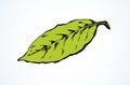 Tree leaf. Vector drawing