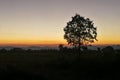 Big dry tree with silhouette sunset Royalty Free Stock Photo