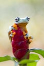 Tree frog, flying frog, javan tree frog Royalty Free Stock Photo