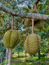 Big durian in the garden on the durian tree fully grown ready to collect Take it orally Royalty Free Stock Photo