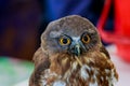 Big eagle owl bird head in closeup. Royalty Free Stock Photo