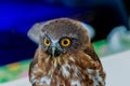 Big eagle owl bird head in closeup. Royalty Free Stock Photo