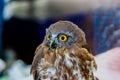 Big eagle owl bird head in closeup. Royalty Free Stock Photo