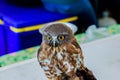 Big eagle owl bird head in closeup. Royalty Free Stock Photo