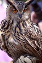Big eagle owl in closeup Royalty Free Stock Photo