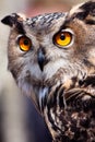 Big eagle owl in closeup Royalty Free Stock Photo
