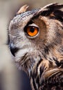Big eagle owl in closeup Royalty Free Stock Photo