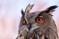 Big eagle owl in closeup Royalty Free Stock Photo