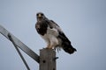 big eagle standing on an electrical pole Royalty Free Stock Photo