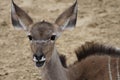 Big Eared Antelope