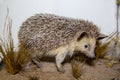 A big-eared hedgehog Latin Hemiechinus auritus with beautiful needles hunts insects against a background of green grass.