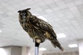 Big-eared owl (Asio otus), museum exhibit