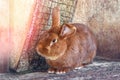 Big-eared red-haired fat rabbit lives in a cage with hay. Farm Breeding animals for sale Royalty Free Stock Photo