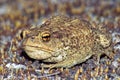 Big earth frog (bufonidae)