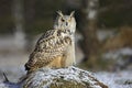 Big Eastern Siberian Eagle Owl, Bubo bubo sibiricus, sitting on hillock with snow in the forest