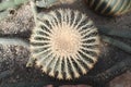 Big `Echinocactus Grusonii` Golden Barrel Ball or `Mother In Law Cushion` cactus, top view Royalty Free Stock Photo