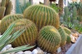 big echinocactus in a large planter with other cactus