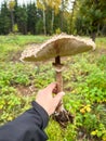 Big edible mushroom Macrolepiota procera known as parasol mushroom in mans hand Royalty Free Stock Photo