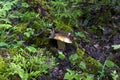 Big edible porcini mushroom grows in wild forest in summer Royalty Free Stock Photo