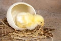 Big egg small chick Royalty Free Stock Photo