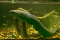 Big Electric Eel in the South China Sea captured Royalty Free Stock Photo